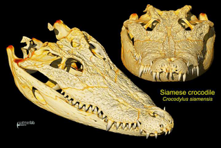 Illustration for article titled See The Most Detailed Images Ever Taken Of A Crocodile's Insides